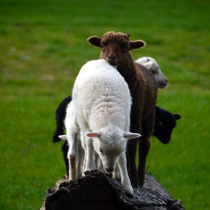 Moutons jouant sur un tronc - Belgique  - collection de photos clin d'oeil, catégorie animaux